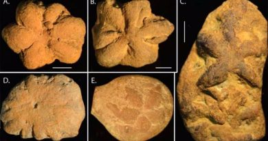 Fósiles descritos hace 100 años resultan ser acumulaciones de sílice