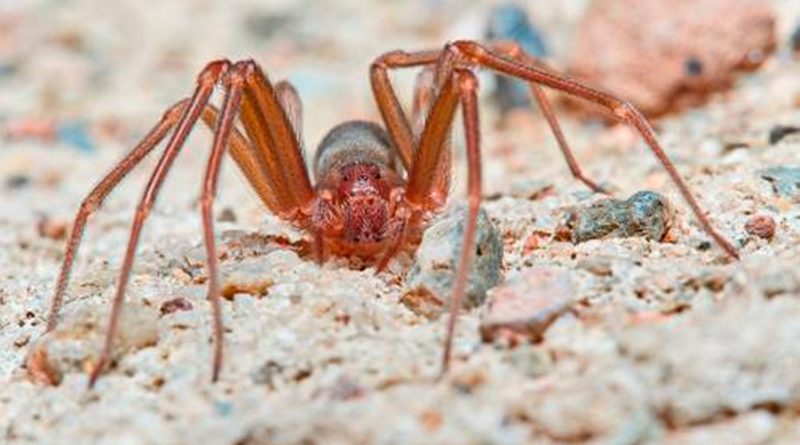 Descubren 7 especies de arañas de tela en embudo en cuevas de Israel