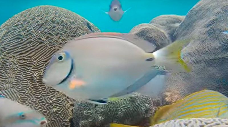 Peces de arrecife 'sabotean' procesos de limpieza del ecosistema