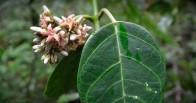 UNAM: Investigadores descubren nueva especie de planta en Oaxaca