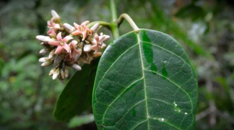 UNAM: Investigadores descubren nueva especie de planta en Oaxaca