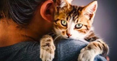 ¿Por qué los gatos prefieren a las mujeres, según la ciencia?