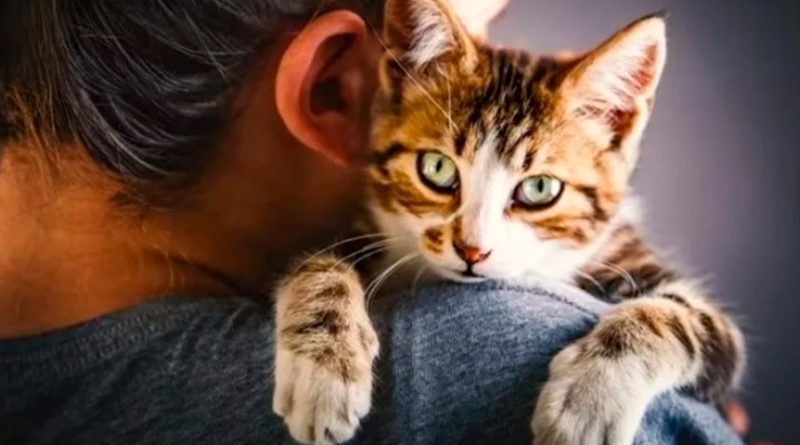¿Por qué los gatos prefieren a las mujeres, según la ciencia?