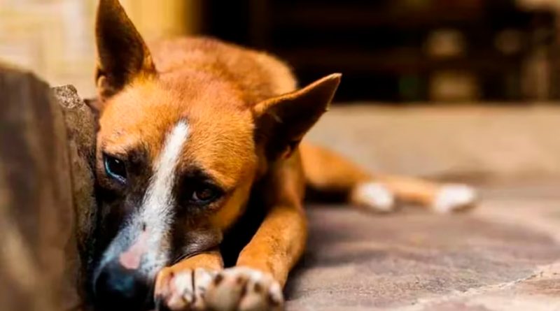 La ciencia respondió cómo vivirán los perros en un mundo sin humanos
