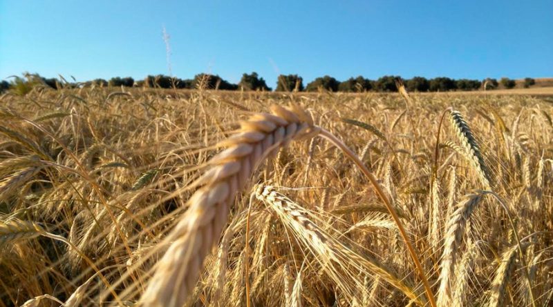 Descubren una técnica genética para cultivar trigo resistente a la sequía