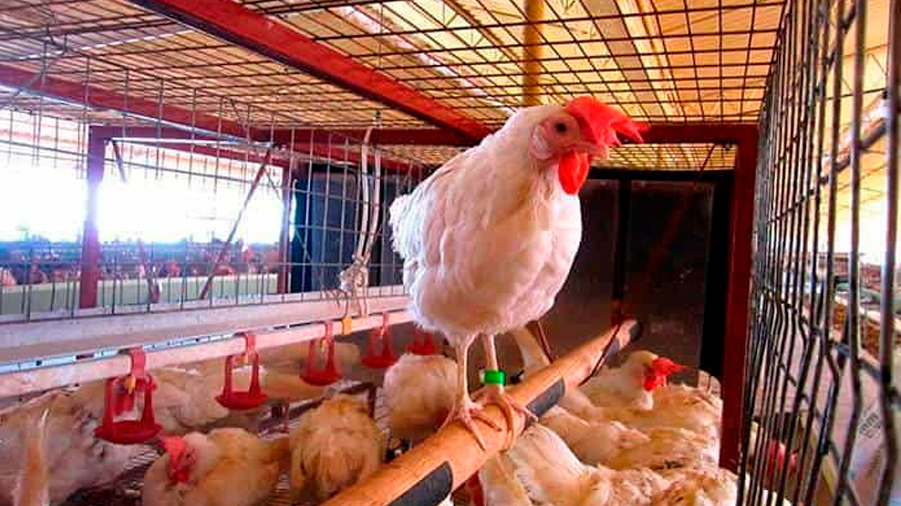 Todas las variantes de gripe aviar tienen cierto potencial pandémico