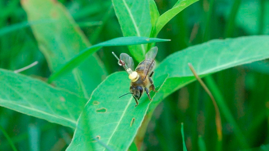 Las abejas siguen líneas en el paisaje, como los primeros aviadores