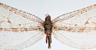 Encuentran un insecto gigante de la era Jurásica que se creía desaparecido