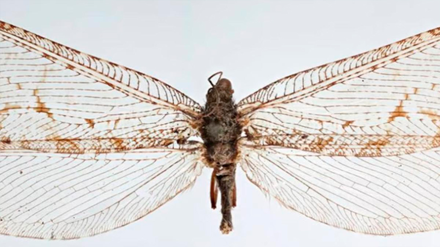Encuentran un insecto gigante de la era Jurásica que se creía desaparecido