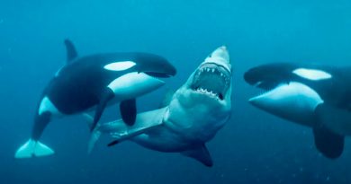 Dúo de orcas asesinas causa terror con matanzas de tiburones
