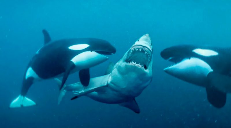 Dúo de orcas asesinas causa terror con matanzas de tiburones