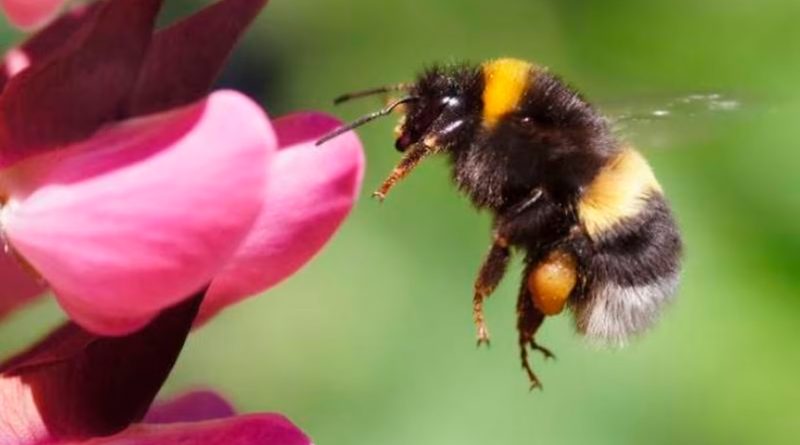 Los abejorros perfeccionan su comportamiento aprendiendo de otros