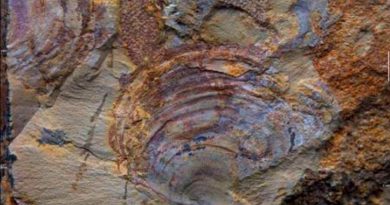 Los fósiles más antiguos de un extraño animal son en realidad algas