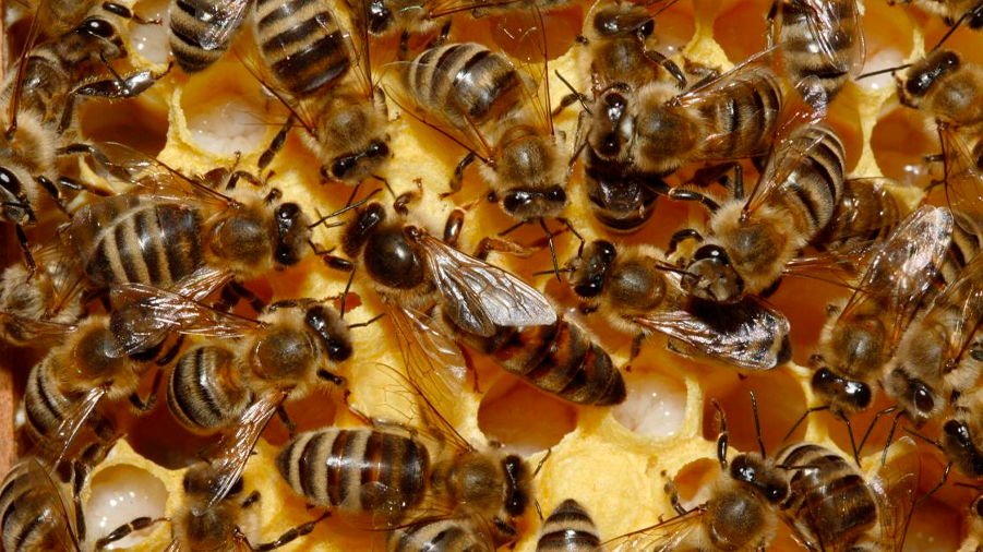 Insólita forma de comunicación compleja descubierta en abejas
