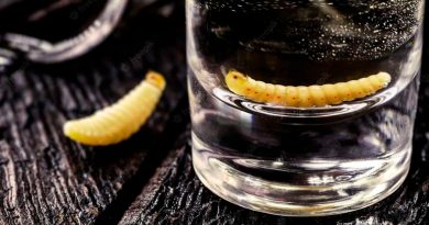 Científicos de Florida identifican al ‘gusano’ del mezcal