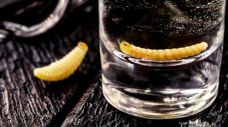 Científicos de Florida identifican al ‘gusano’ del mezcal