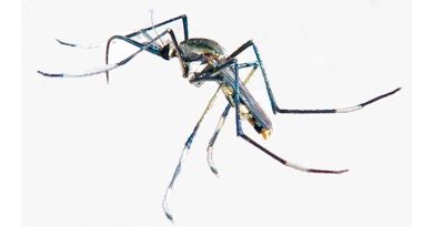 Descubren una nueva especie de mosquito gigante en Cambodia