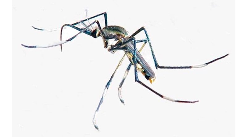 Descubren una nueva especie de mosquito gigante en Cambodia