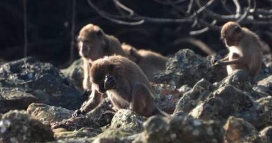 Macacos 'producen' herramientas como las de los primeros homínidos