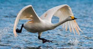 Los cisnes se reproducen 30 veces más rápido en reservas naturales