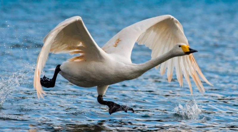 Los cisnes se reproducen 30 veces más rápido en reservas naturales