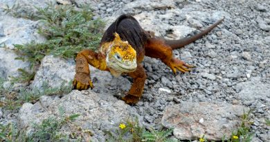 Galápagos: hay 46,000 iguanas amarillas en isla deshabitada