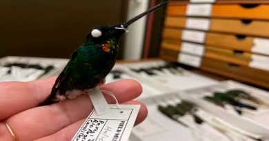 Descubren en Perú el colibrí garganta dorada