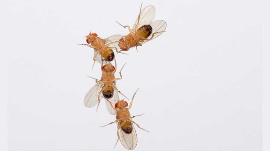 El efecto de la contaminación del aire en las moscas: las hembras pierden interés por el sexo y los machos se cortejan entre sí