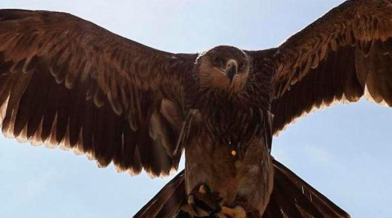 Hallan en Australia los fósiles de una enorme águila capaz de cazar canguros