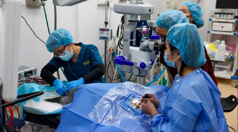 Cirugía de cataratas a pingüinos ancianos muestra resultados positivos