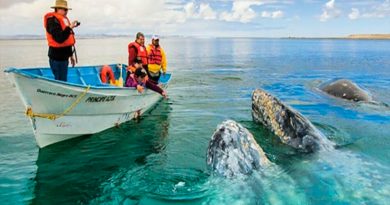 México suma 1,364 ejemplares de ballena gris en reserva en Baja California Sur