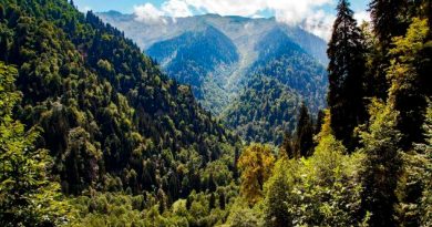 El 7.1 % de los bosques de montaña se han perdido desde comienzos de siglo
