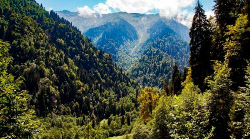 El 7.1 % de los bosques de montaña se han perdido desde comienzos de siglo