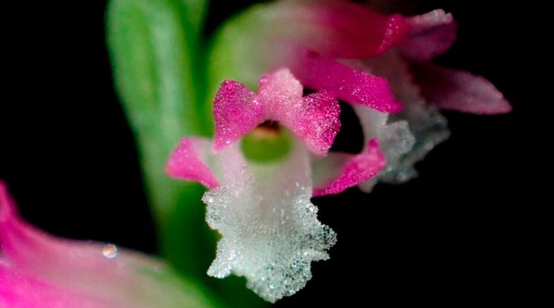 Descubren una nueva especie de orquídeas con pétalos que parecen de cristal en Japón