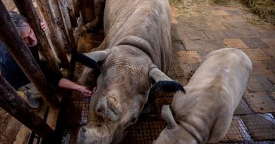 Salvar al rinoceronte blanco del norte, más cerca con las células germinales
