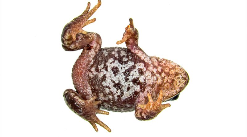 Descubren en Perú al 'Espíritu del Mantaro', una especie de rana nunca antes vista