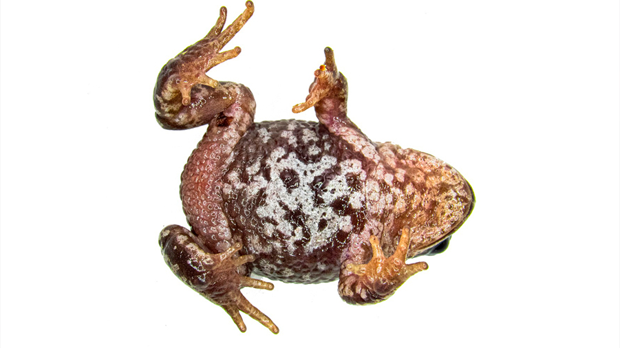 Descubren en Perú al 'Espíritu del Mantaro', una especie de rana nunca antes vista