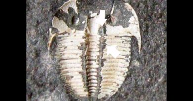 Los trilobites tenían unos ojos que no se han visto en 150 años