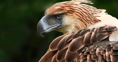 Identifican una especie desconocida de águila gigante que vivió hace más de 50 mil años