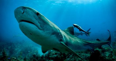 Descubriendo las profundidades inalcanzables gracias a tiburones con videocámaras