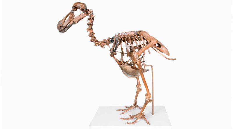 ‘Tengo el genoma del dodo’: cómo una empresa quiere resucitar animales extintos