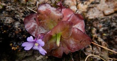 Dos llamativas nuevas plantas carnívoras descritas en Ecuador