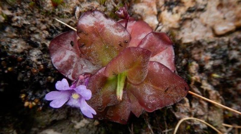 Dos llamativas nuevas plantas carnívoras descritas en Ecuador