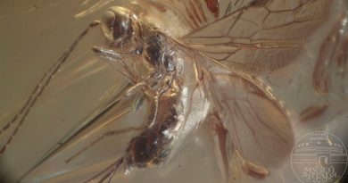 40 millones de años de antigüedad: hallan una nueva especie de avispa en un fragmento de ámbar