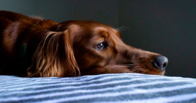 El cáncer ser convierte en la primera causa de muerte de los perros domésticos