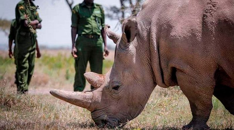 Kenia recibe el cuerpo disecado del último rinoceronte blanco del norte macho