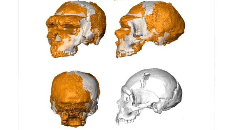 Logran reconstruir el cráneo de un neandertal de hace 150 mil años