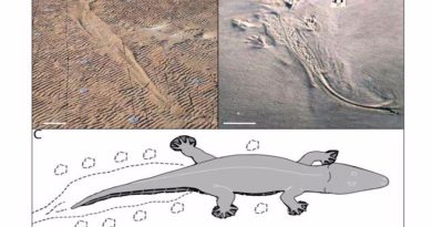 Anfibios gigantes nadaban como cocodrilos hace 250 millones de años