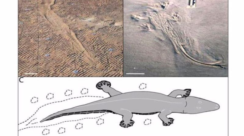 Anfibios gigantes nadaban como cocodrilos hace 250 millones de años