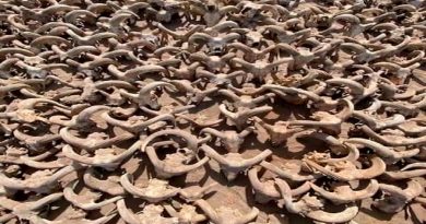 Hallan más de dos mil carneros momificados en el templo del faraón Ramsés II